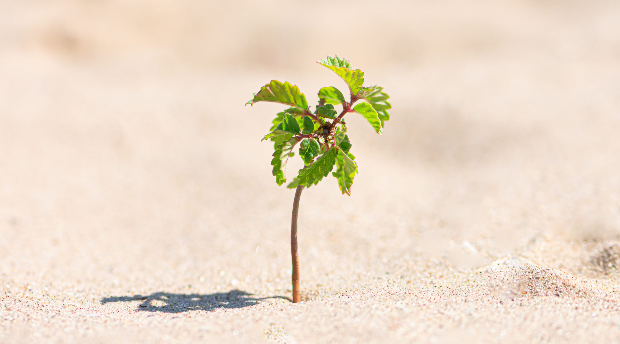 Image of a young tree alone in the desert sand to describe how God is doing a new thing